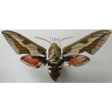 Hyles euphorbiae (Linnaeus, 1758) Zmrocznik wilczomleczek Poland 68mm16n